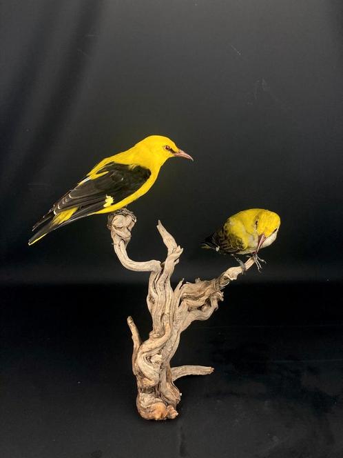 Koppel wielewaal, Verzamelen, Overige Verzamelen, Ophalen of Verzenden