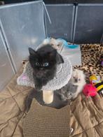 Ragdol kittens, Dieren en Toebehoren