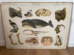Bewoners karpaten schoolplaat, Ophalen, Natuur en Biologie