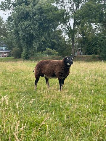 Drie fokooien beschikbaar voor biedingen