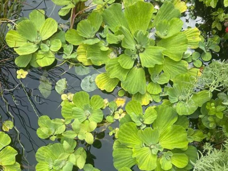 Drijvende waterplanten, Tuin en Terras, Vijvers, Gebruikt, Ophalen of Verzenden