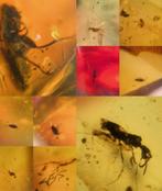 Barnsteen met insectjes 10 stuks, Ophalen of Verzenden, Fossiel