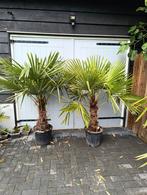 Palmbomen, Tuin en Terras, Planten | Bomen, 100 tot 250 cm, Zomer, Palmboom, Ophalen