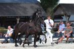 Fries hengstveulen te koop veel pref adv 6 10 25, Dieren en Toebehoren, Minder dan 160 cm, Niet van toepassing, 0 tot 2 jaar, Hengst