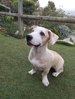 Yang, een gezonde vrolijke pup...., Dieren en Toebehoren, Honden | Niet-rashonden, Particulier, Rabiës (hondsdolheid), Klein, Teef