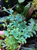 Selaginella unicata bijzondere terrarium plant stek, Huis en Inrichting, Kamerplanten, Verzenden, Volledige schaduw, Overige soorten