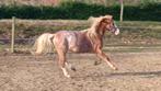 Grote maat shet ruin en NL Welsh 1,5 jarige B pony ruin, Dieren en Toebehoren, Met stamboom, Ruin, 0 tot 2 jaar, B pony (1.17m tot 1.27m)