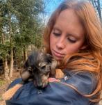 4(nog twee) prachtige kleine DoxiePoo (poedel x dwergtekkel), Parvo, Nederland, Overige rassen, 8 tot 15 weken