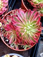 Aeonium sp."Phoenix white' - BE, Huis en Inrichting, Kamerplanten, Ophalen of Verzenden, Halfschaduw, Minder dan 100 cm