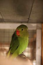 Agapornis Taranta man 2x, Mannelijk, Dwergpapegaai of Agapornis, Geringd