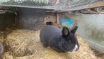 2 volwassen voedsters,  kleine konijnen, Dieren en Toebehoren, Konijnen, Vrouwelijk, Klein, 3 tot 5 jaar