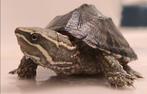 4 muskusschildpadjes evt met aquarium, Dieren en Toebehoren, Schildpad, 3 tot 6 jaar