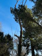 Gratis dode boom omzagen in Aerdenhout, Tuin en Terras, Overige soorten, Lente, 400 cm of meer, Ophalen