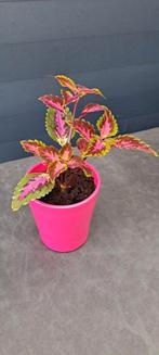 Siernetel (Coleus) plant met opvallende rode bladeren., Ophalen, In pot, Halfschaduw, Minder dan 100 cm
