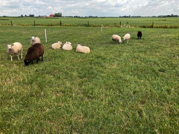 Zuivere Noordhollander Dekrammen beschikbaar voor biedingen