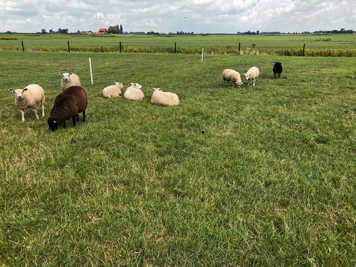 Zuivere Noordhollander Dekrammen, Dieren en Toebehoren, Schapen, Geiten en Varkens, Schaap, Mannelijk
