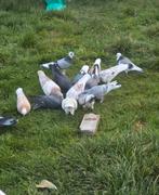 2 duivinnen Birmingham rollers gezocht, Dieren en Toebehoren, Vogels | Duiven