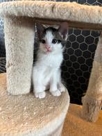 Leuke poes van 6 weken oud, Dieren en Toebehoren, Katten en Kittens | Overige Katten, Poes