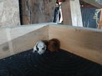 Cavia's Beertjes te koop, Dieren en Toebehoren, Knaagdieren, Cavia, Augustus, Mannelijk, Tam