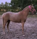 Waanzinnig lieve en knappe palomino merrie 145cm, Dieren en Toebehoren, Pony's, Merrie, Gechipt, Dressuurpony, Zadelmak