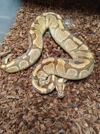 Python Regius kweekvrouw Enchi Vanilla YB nk 21, Slang