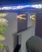 5 jonge guppy's, Dieren en Toebehoren, Vis