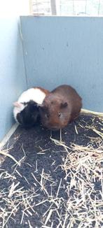 Cavia beertjes, Dieren en Toebehoren, Knaagdieren, Cavia, Mannelijk, Tam, September
