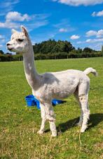 3 alpaca hengsten, Dieren en Toebehoren, Juni, Mannelijk