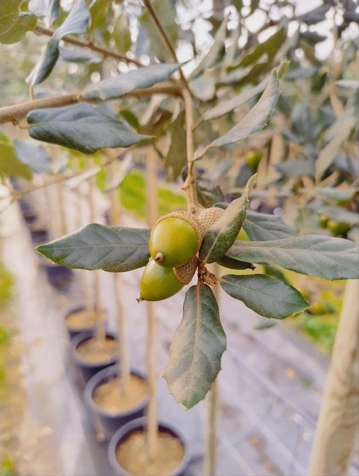 Meerstammige steeneik | Quercus ilex multistam, Tuin en Terras, Planten | Bomen, Ophalen of Verzenden