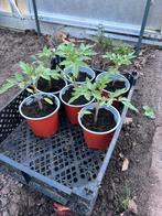 Cherry Tomaten plantjes, Tuin en Terras, Planten | Tuinplanten, Ophalen, Volle zon, Groenteplanten, Eenjarig
