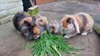 Twee jonge konijntjes, Dieren en Toebehoren, Klein, Meerdere dieren, 0 tot 2 jaar