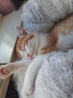 Kitten, Kater, Ontwormd, 0 tot 2 jaar