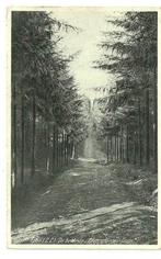 AK Epen - De bekende "Zilversparren-Laan", Verzenden, 1920 tot 1940, Gelopen, Limburg