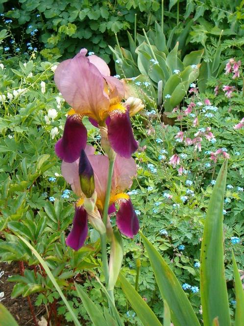 (Baard-) Irissen, Irissen met een wortelstok, Tuin en Terras, Planten | Tuinplanten, Vaste plant, Overige soorten, Volle zon, Lente