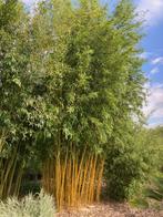 bamboe diverse soorten seizoen opruiming, Tuin en Terras, Ophalen, Bloeit niet, Halfschaduw, Overige soorten