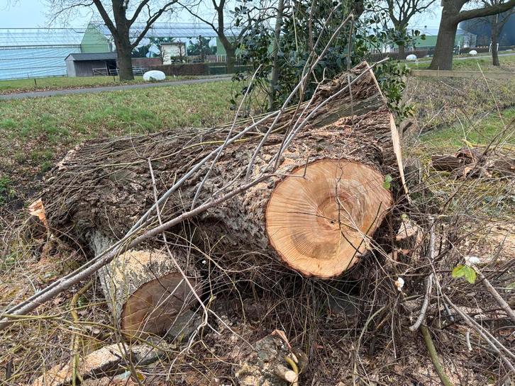 Boomstronken wilg, Tuin en Terras, Haardhout, Stammen, Overige houtsoorten, Minder dan 3 m³, Ophalen