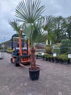 Trachycarpus Fortunei Palmboom in Pot, Tuin en Terras, Planten | Bomen, Bloeit niet, 100 tot 250 cm, Palmboom, Ophalen