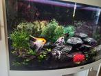 Juwel aquarium Panorama 122 cm gebogen voorruit, Ophalen, Gebruikt, Gevuld zoetwateraquarium