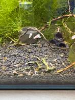 Galaxy Caridina Garnalen, Kreeft, Krab of Garnaal