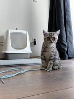 Britse korthaar silver tabby met stamboom, Kater, Gechipt