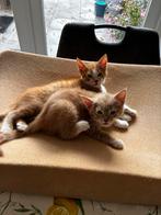 Te koop kittens kruising Britse korthaar X Noorse Boskat, Dieren en Toebehoren, Katten en Kittens | Raskatten | Korthaar, Meerdere dieren