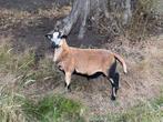 Maasduinen ruischaap ram, Dieren en Toebehoren, Schapen, Geiten en Varkens, Mannelijk, Schaap