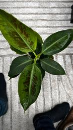 Musa acuminata 'Cheeka', Ophalen, Overige soorten, Minder dan 100 cm