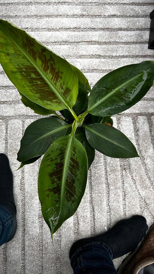 Musa acuminata 'Cheeka', Huis en Inrichting, Kamerplanten, Overige soorten, Minder dan 100 cm, Ophalen