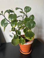 Peperomia kamerplant, Ophalen, Vetplant, In pot, Minder dan 100 cm