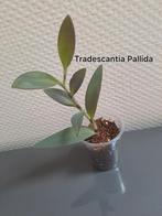 Tradescantia Pallida, Huis en Inrichting, Ophalen of Verzenden, Overige soorten, Minder dan 100 cm