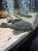 Panaque nigrolineatus L-190 Algeneter. Groot!, Dieren en Toebehoren, Vissen | Aquariumvissen, Vis