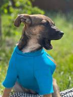 Hondje puppie 9 maanden uit Kryvy Rih Ukraine, Dieren en Toebehoren, Honden-accessoires, Ophalen