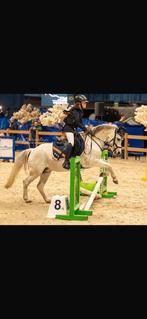 Bixie topper , kinderpony, Dieren en Toebehoren, Merrie, Gechipt, Springpony, L