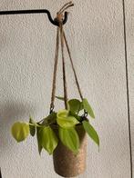 Philodendron Lemon Micans Pothos hang/ klimplant, incl. pot, Huis en Inrichting, Kamerplanten, Overige soorten, Minder dan 100 cm